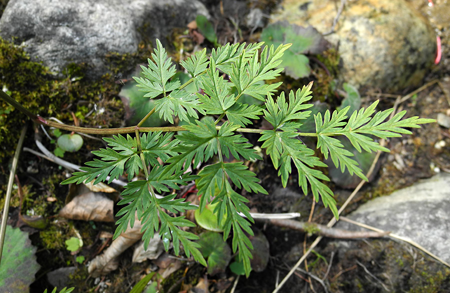 Image of Conioselinum tataricum specimen.