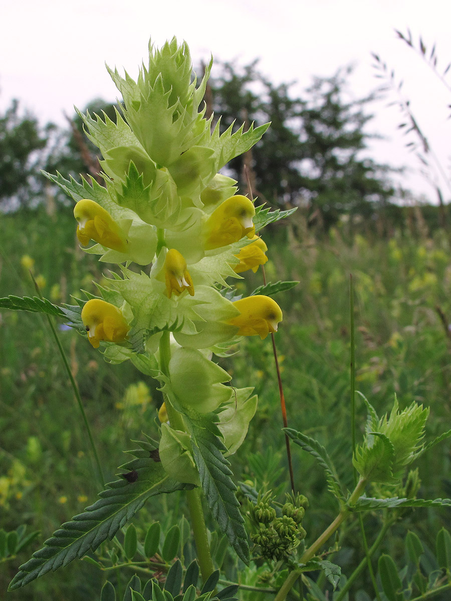 Изображение особи Rhinanthus vernalis.