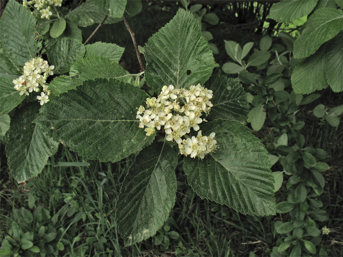 Изображение особи Sorbus aria.