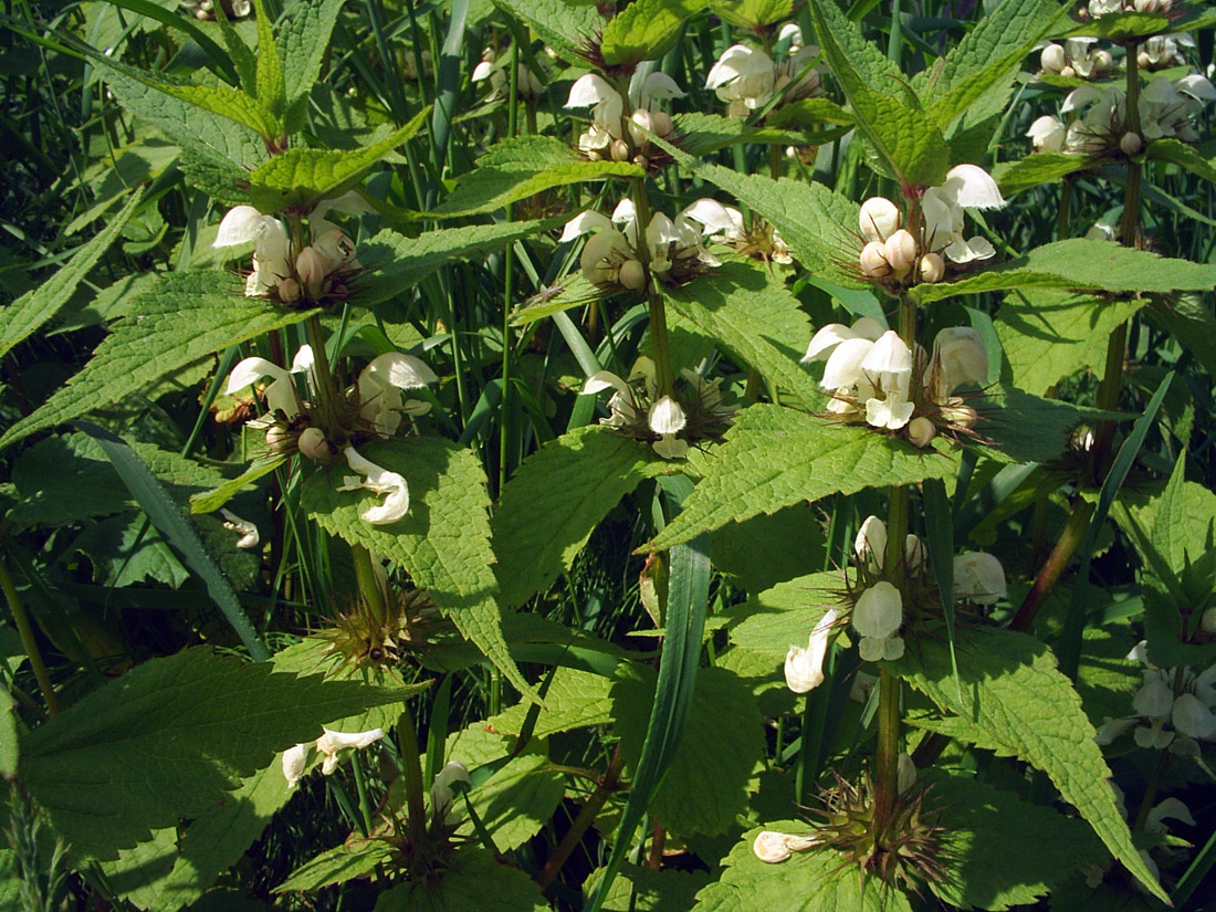 Image of Lamium album specimen.