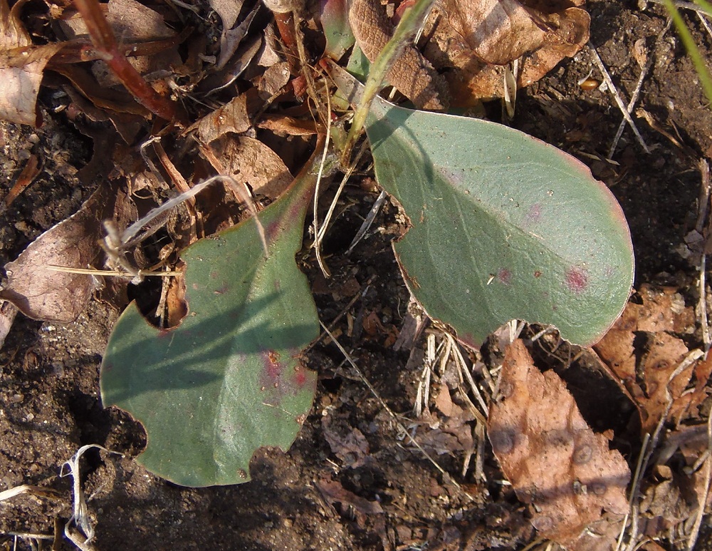 Image of Limonium bungei specimen.