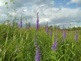 Veronica longifolia