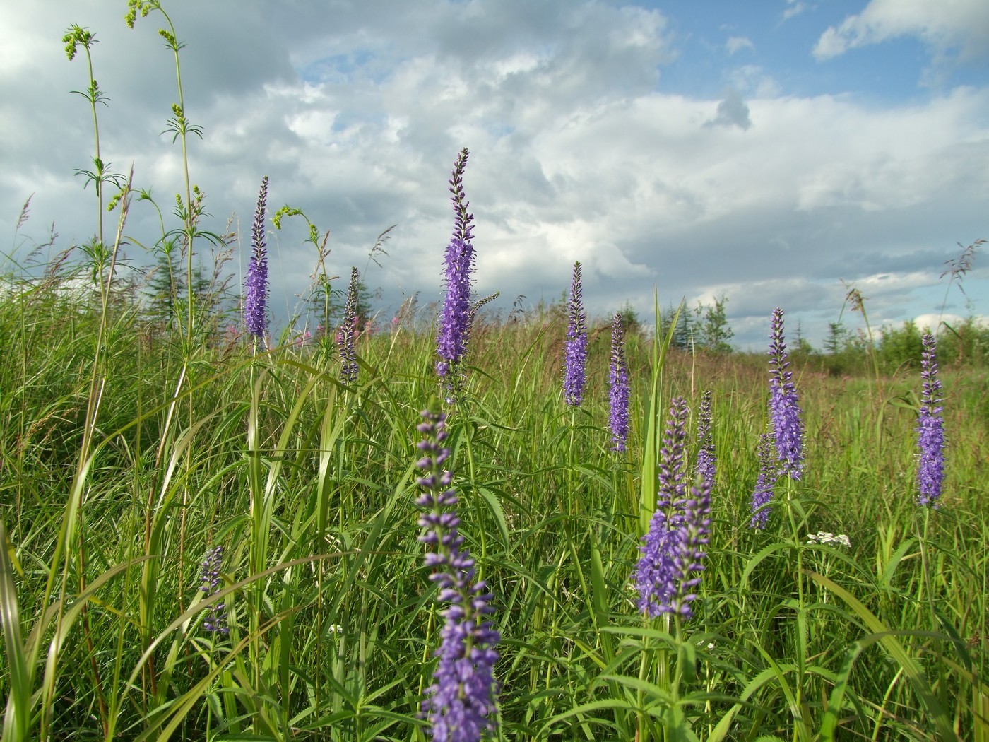 Изображение особи Veronica longifolia.