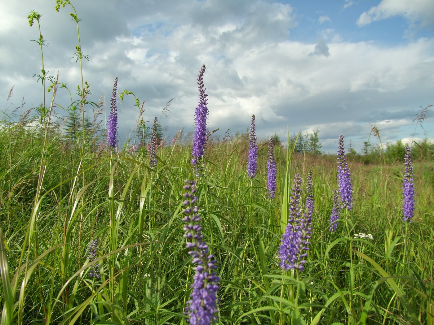 Изображение особи Veronica longifolia.