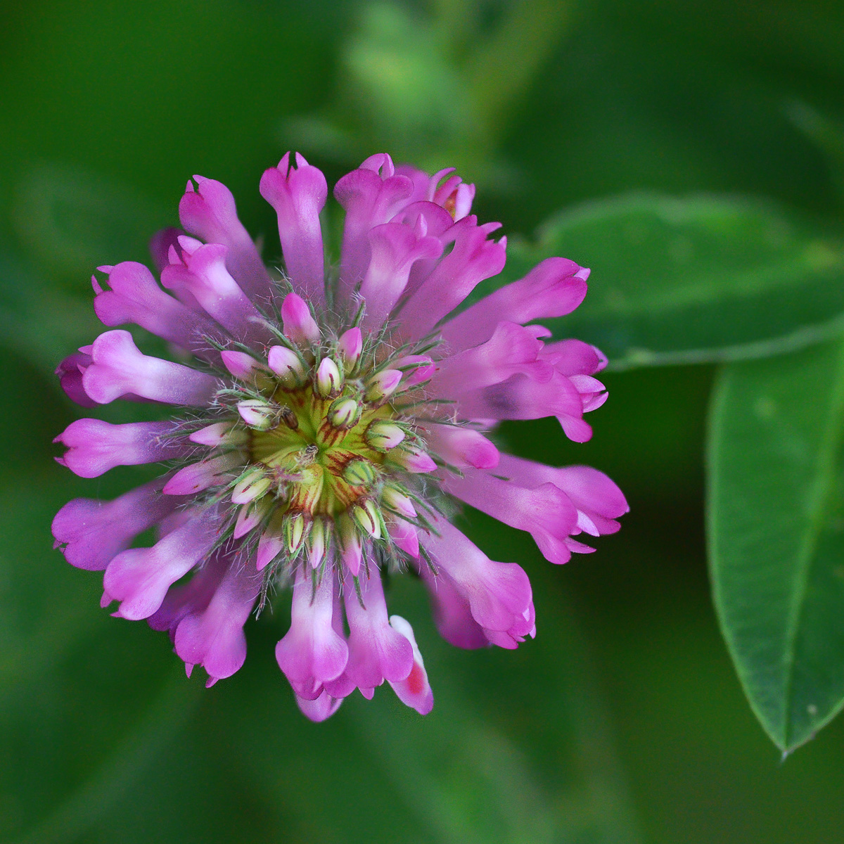 Изображение особи Trifolium medium.