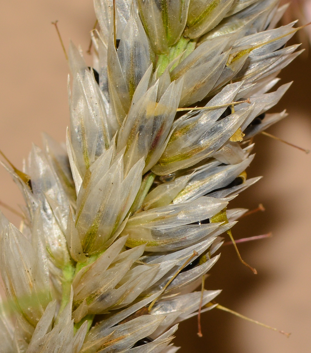 Image of Celosia spicata specimen.