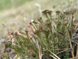 genus Cladonia