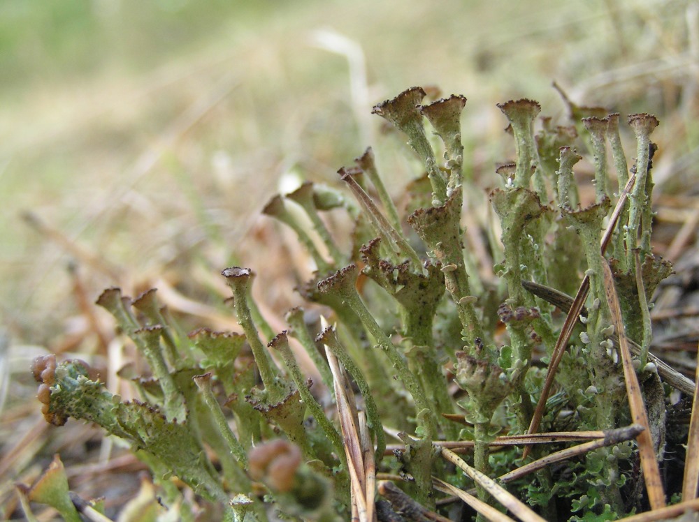 Изображение особи род Cladonia.