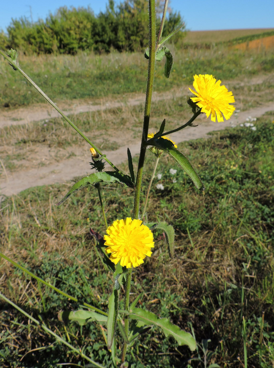 Image of Picris hieracioides specimen.