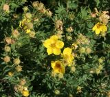 Dasiphora fruticosa