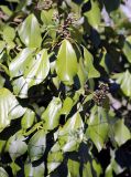 род Hedera