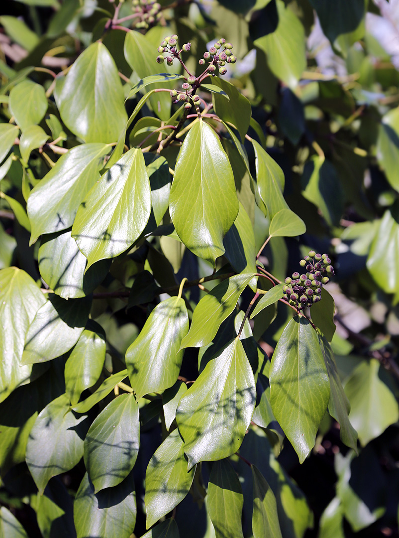 Изображение особи род Hedera.