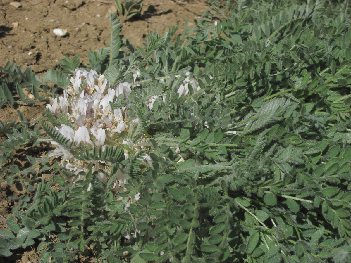 Image of Astragalus dolichophyllus specimen.