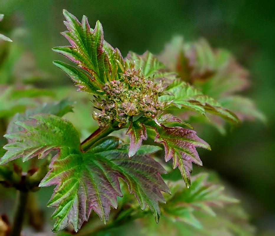 Image of Viburnum opulus specimen.