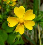 Potentilla caucasica