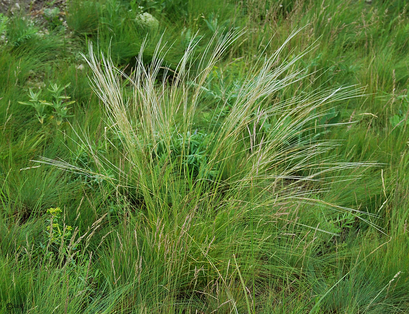 Image of Stipa lessingiana specimen.