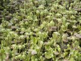 Marchantia polymorpha