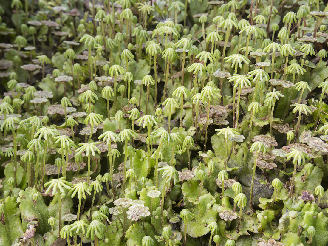 Изображение особи Marchantia polymorpha.