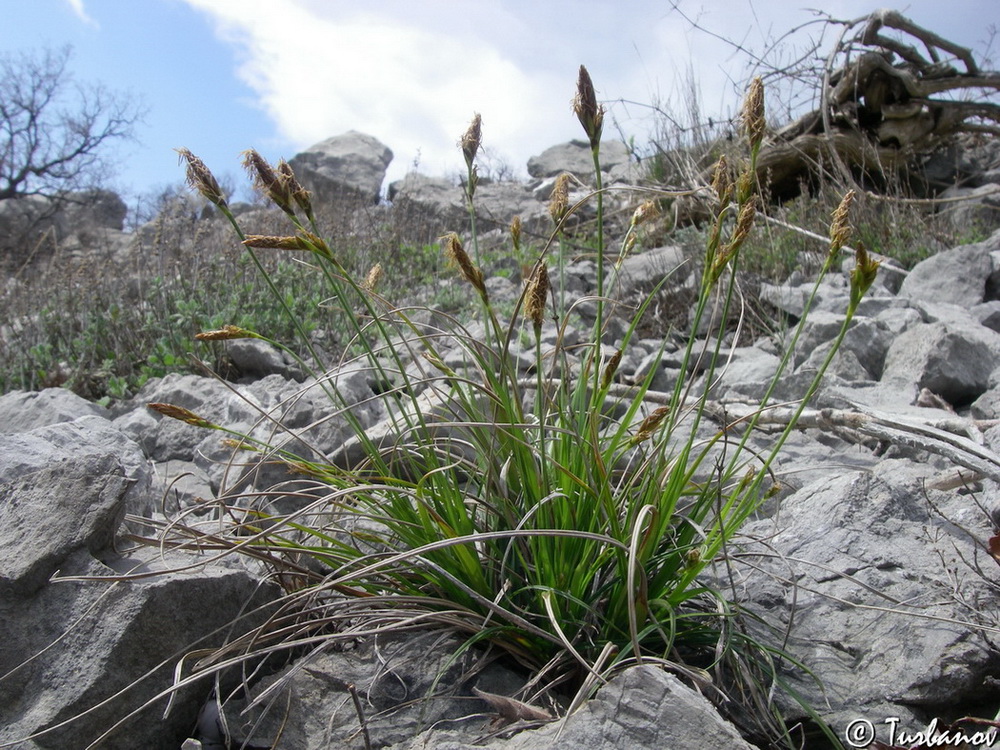 Изображение особи Carex halleriana.