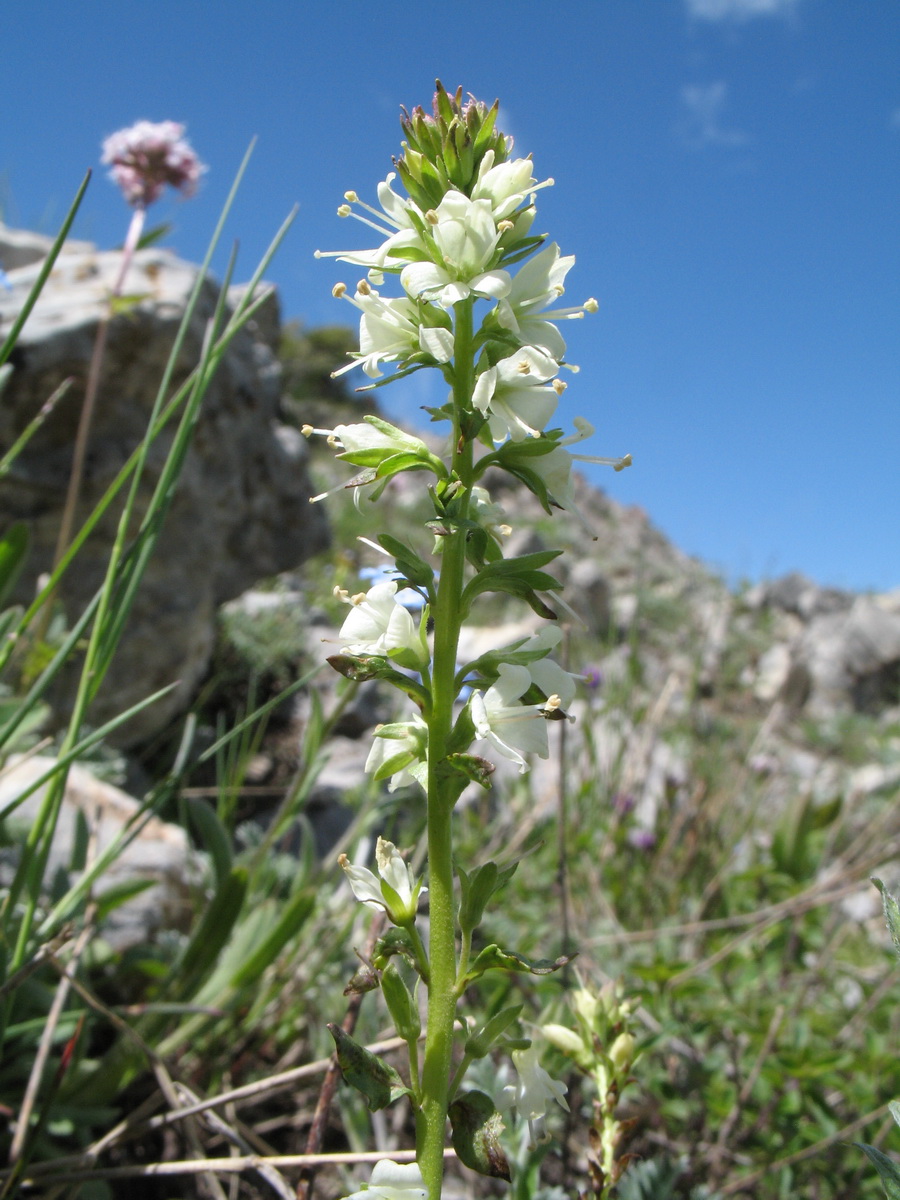 Image of Veronica tianschanica specimen.