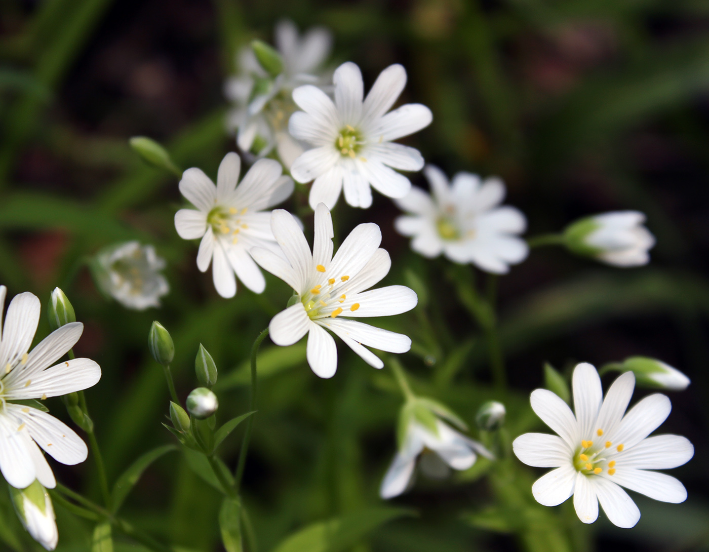 Image of Stellaria holostea specimen.