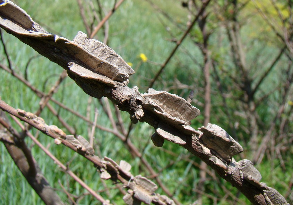 Изображение особи Ulmus minor.