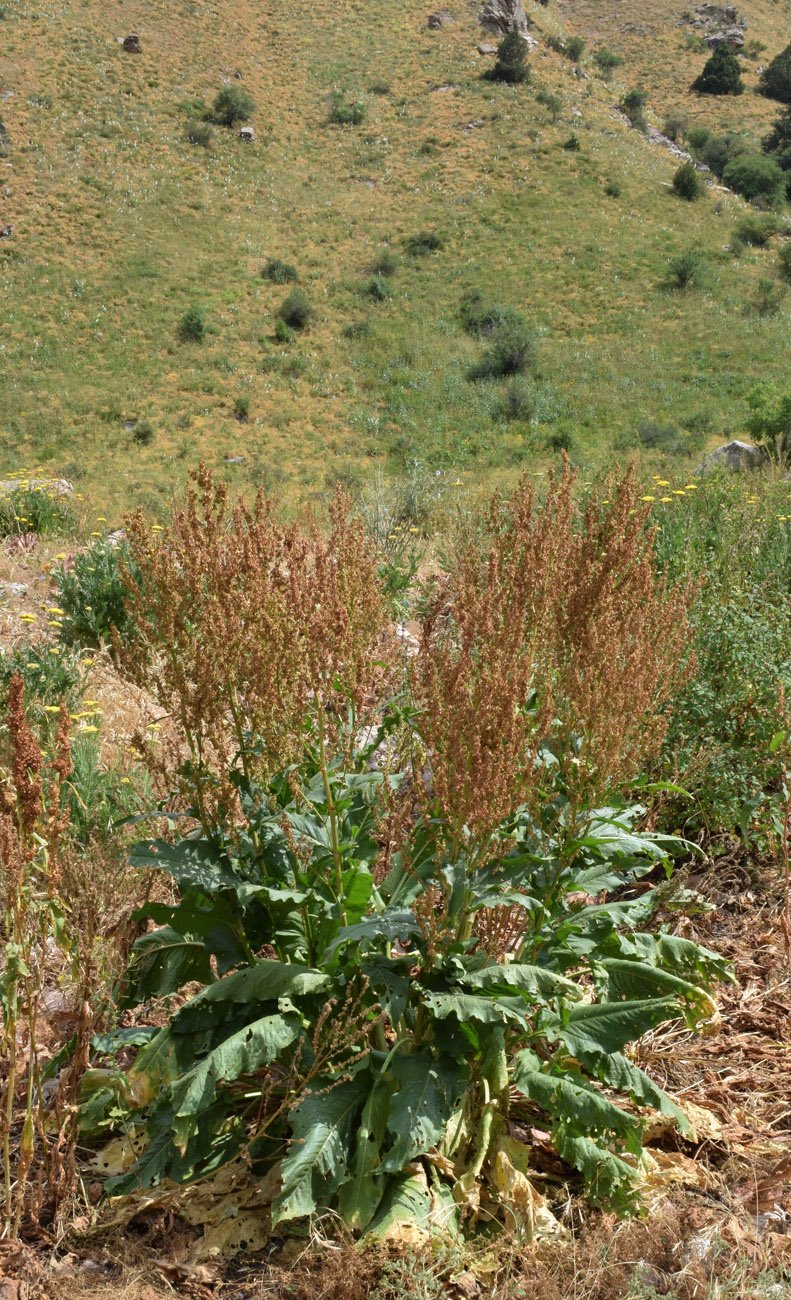 Image of Rumex tianschanicus specimen.
