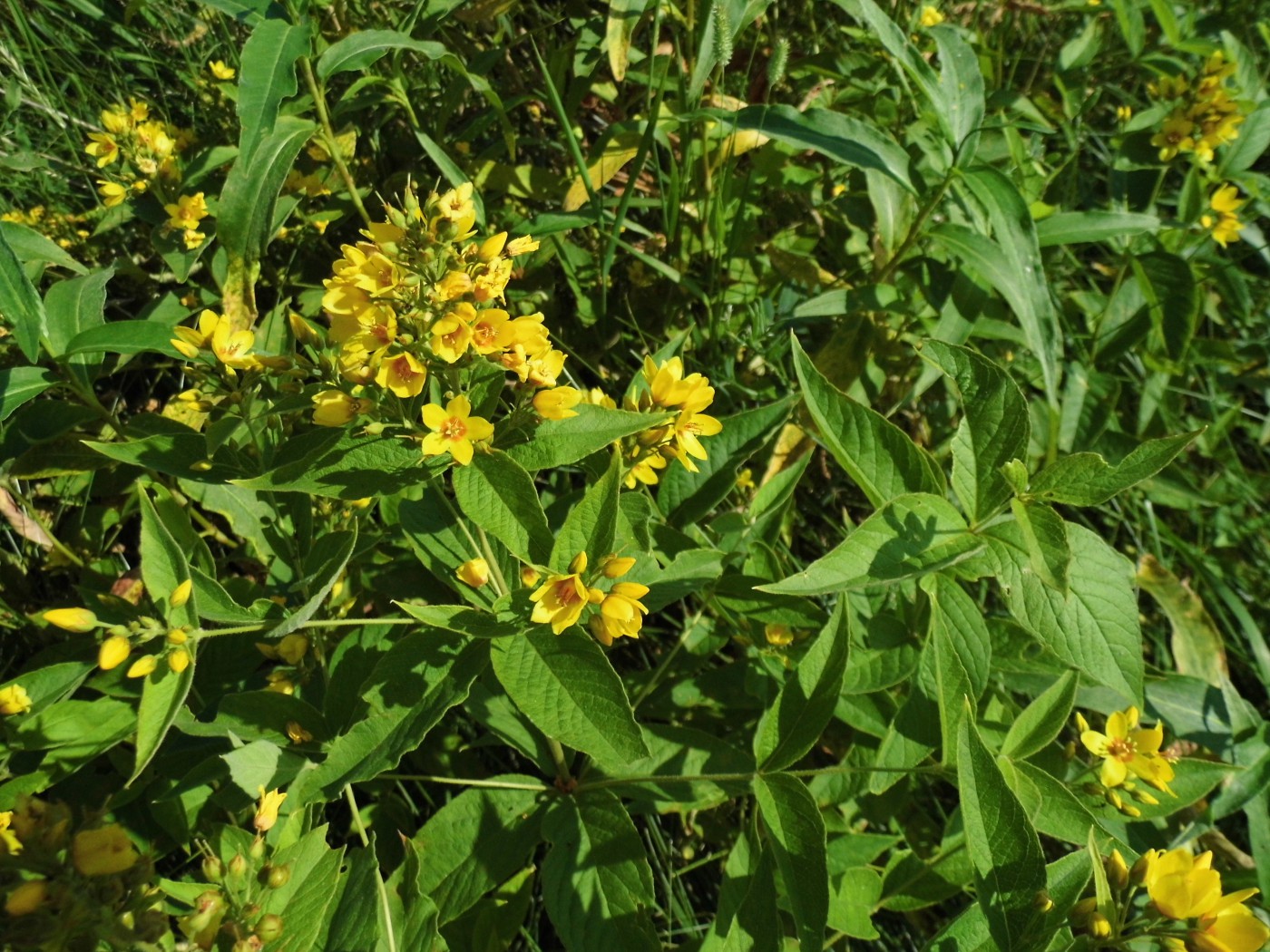 Изображение особи Lysimachia vulgaris.