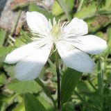 Clematis hexapetala