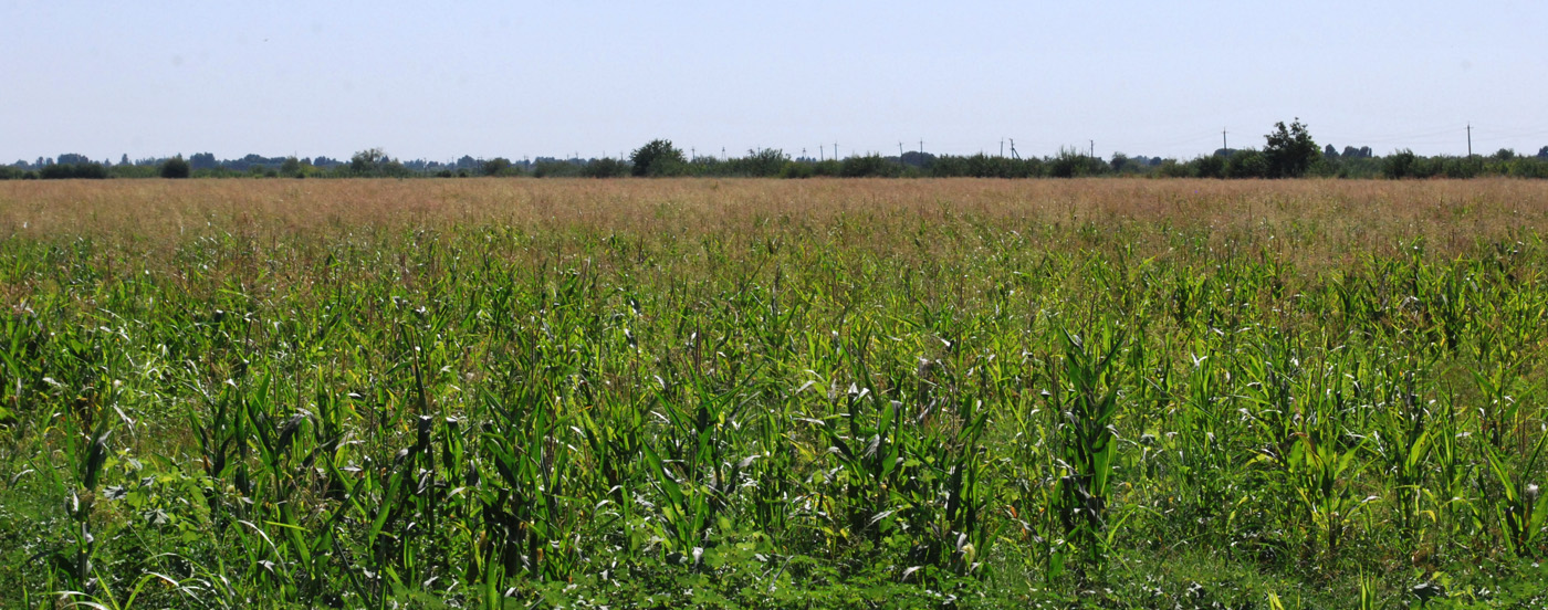 Image of Zea mays specimen.