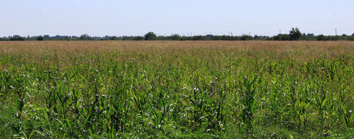 Изображение особи Zea mays.