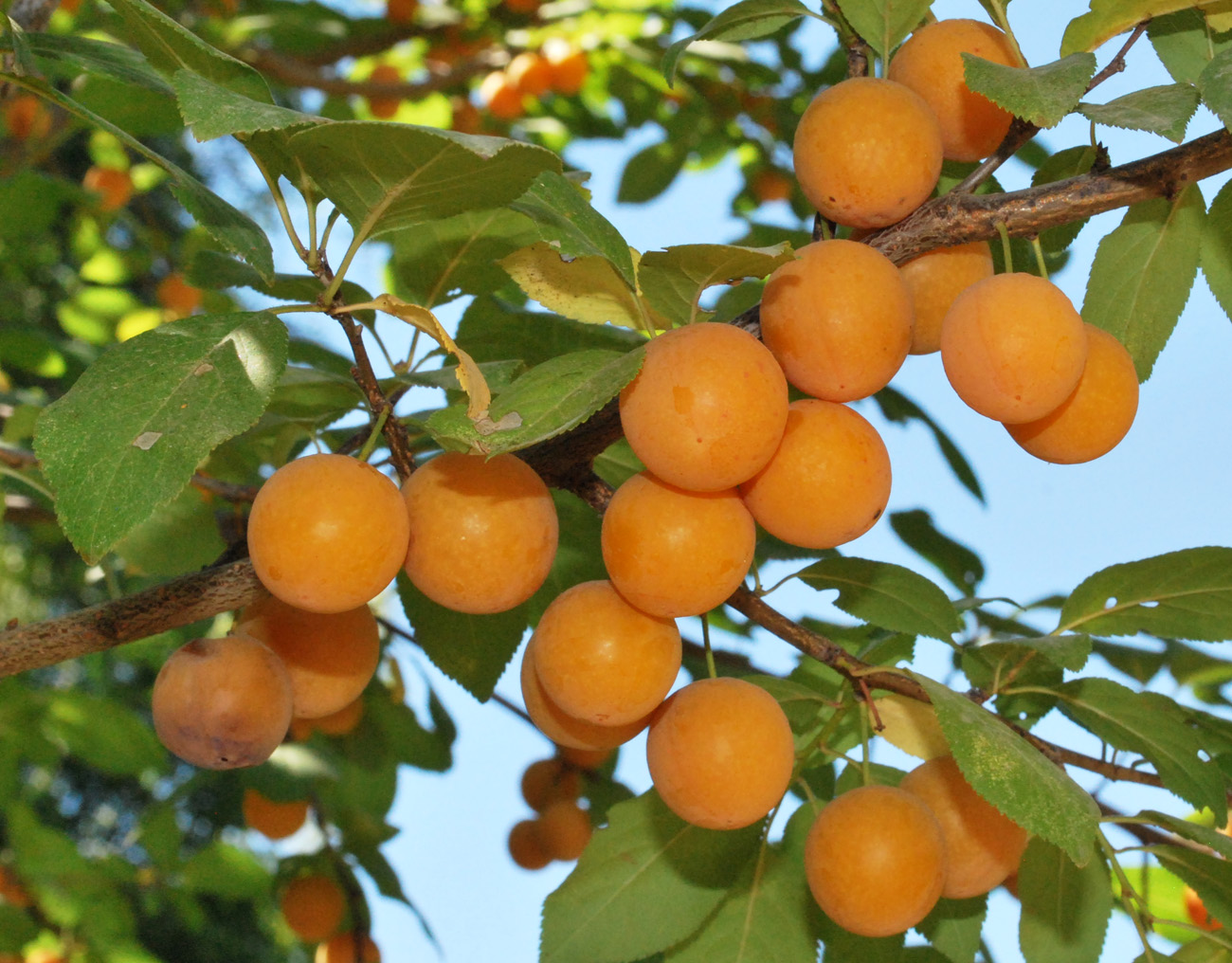 Image of Prunus cerasifera specimen.