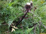 Carlina cirsioides