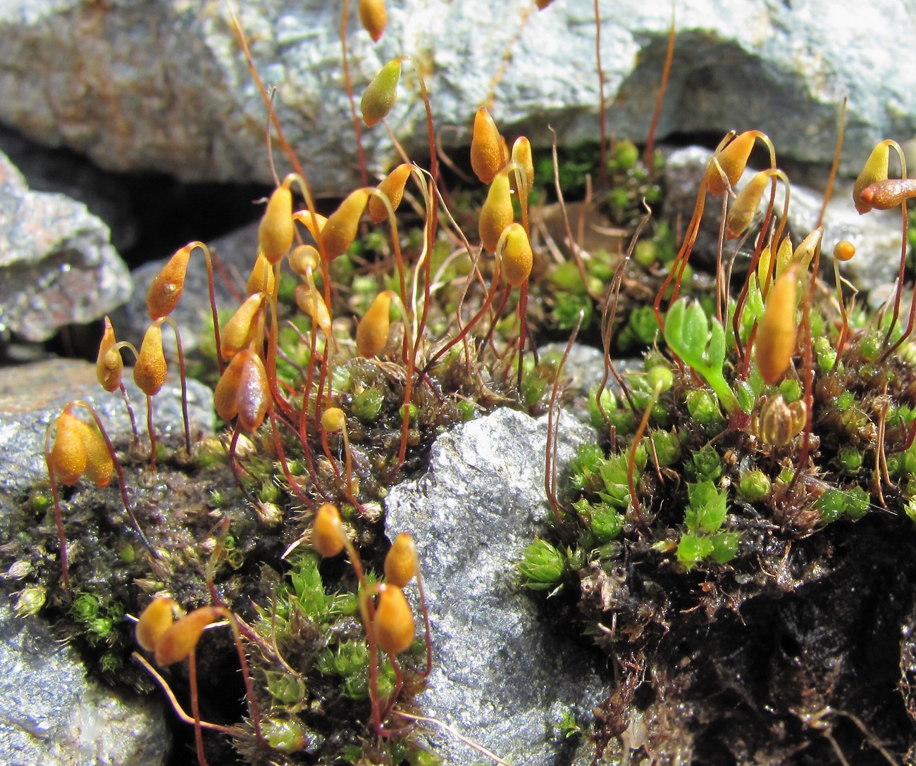 Image of genus Bryum specimen.