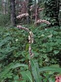 Persicaria maculosa