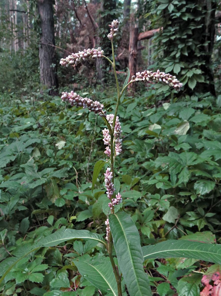 Image of Persicaria maculosa specimen.