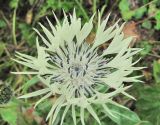 Centaurea cheiranthifolia. Соцветие. Кабардино-Балкария, Эльбрусский р-н, долина р. Юсеньги, ок. 2400 м н.у.м., субальпийский луг. 25.08.2017.