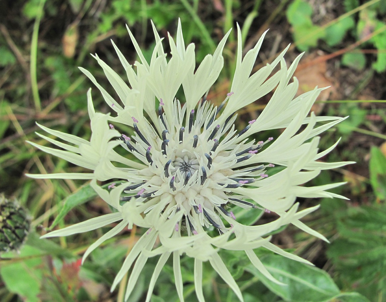 Изображение особи Centaurea cheiranthifolia.