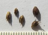 Luzula sylvatica