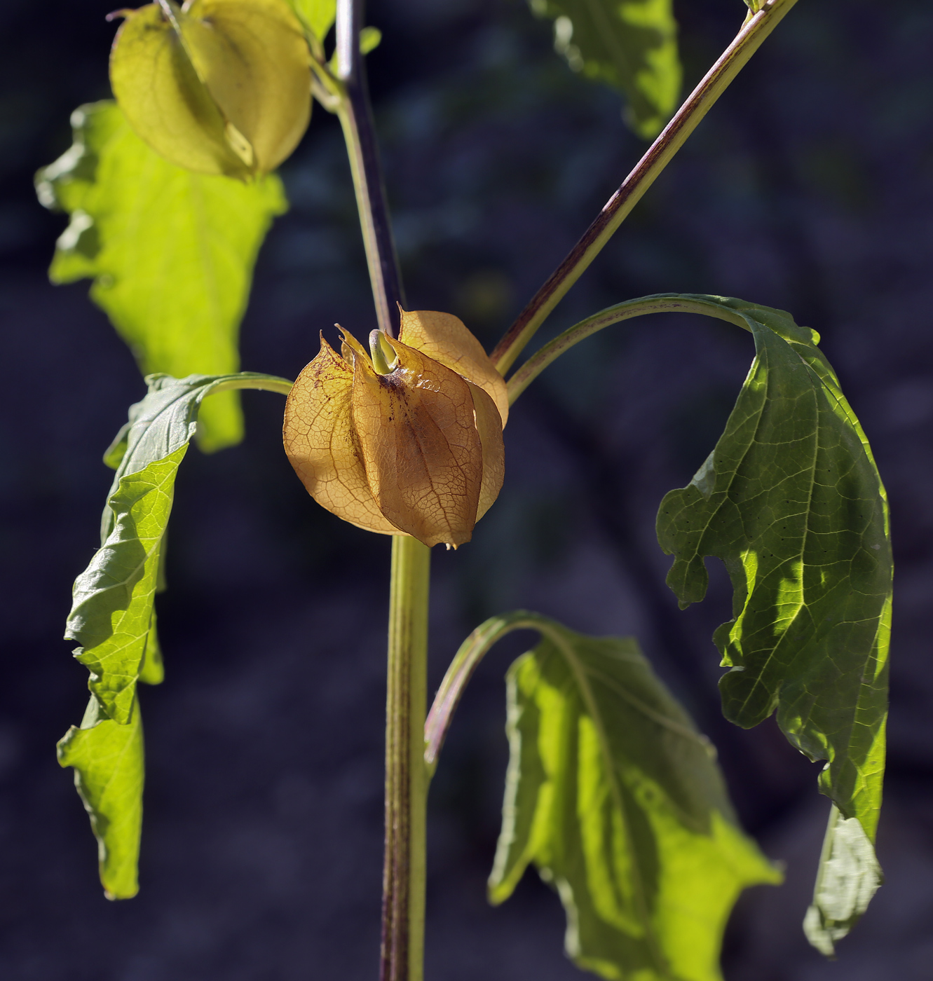 Image of Nicandra physalodes specimen.