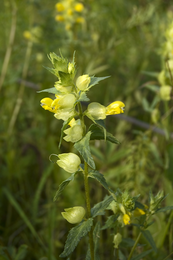 Изображение особи род Rhinanthus.