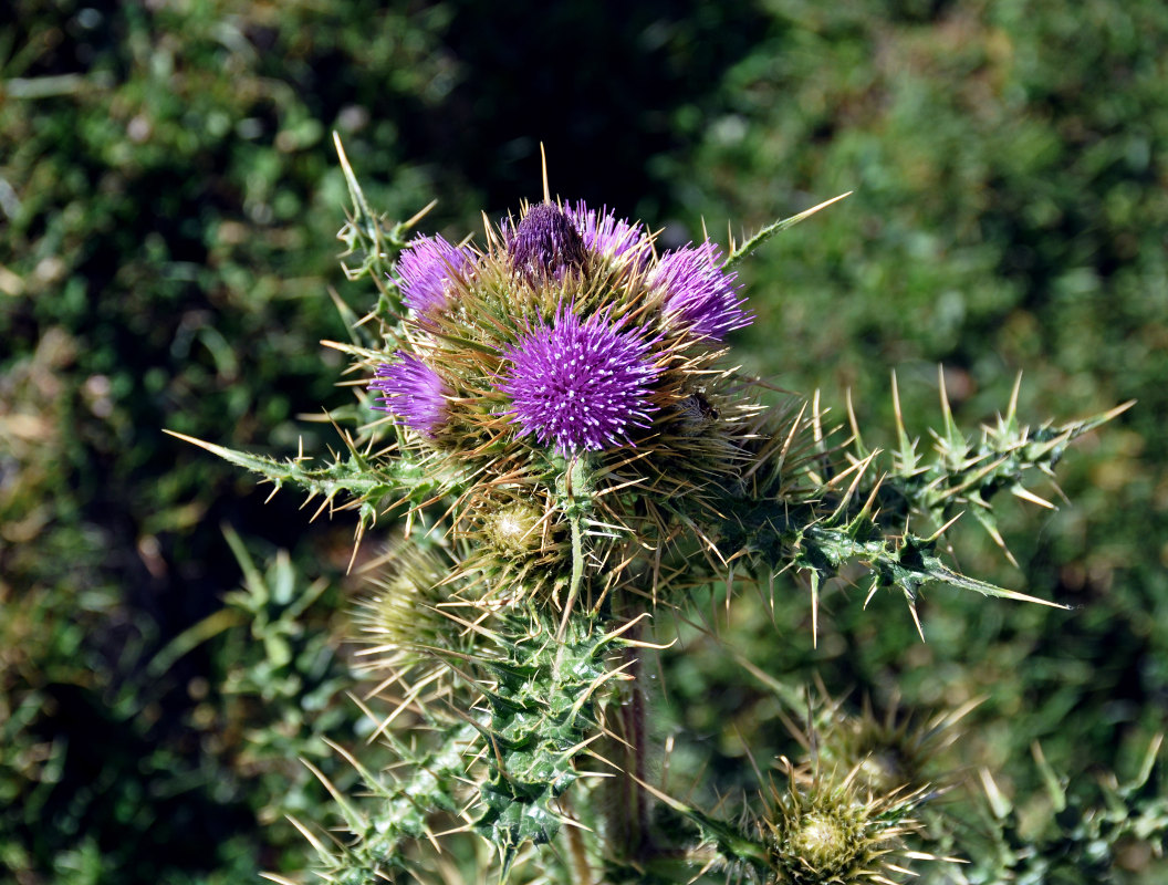 Image of Cirsium glabrifolium specimen.