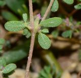 Frankenia pulverulenta