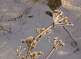 Bupleurum longifolium subspecies aureum. Верхушки заиндевевших сухих побегов с остатками соплодий. Башкортостан, Белорецкий р-н, Верхнеавзянский сельсовет, окр. с. Исмакаево, хр. Большой Шатак, ≈ 800 м н.у.м, разреженный березовый лес с вкраплениями лиственницы. 5 ноября 2017 г.