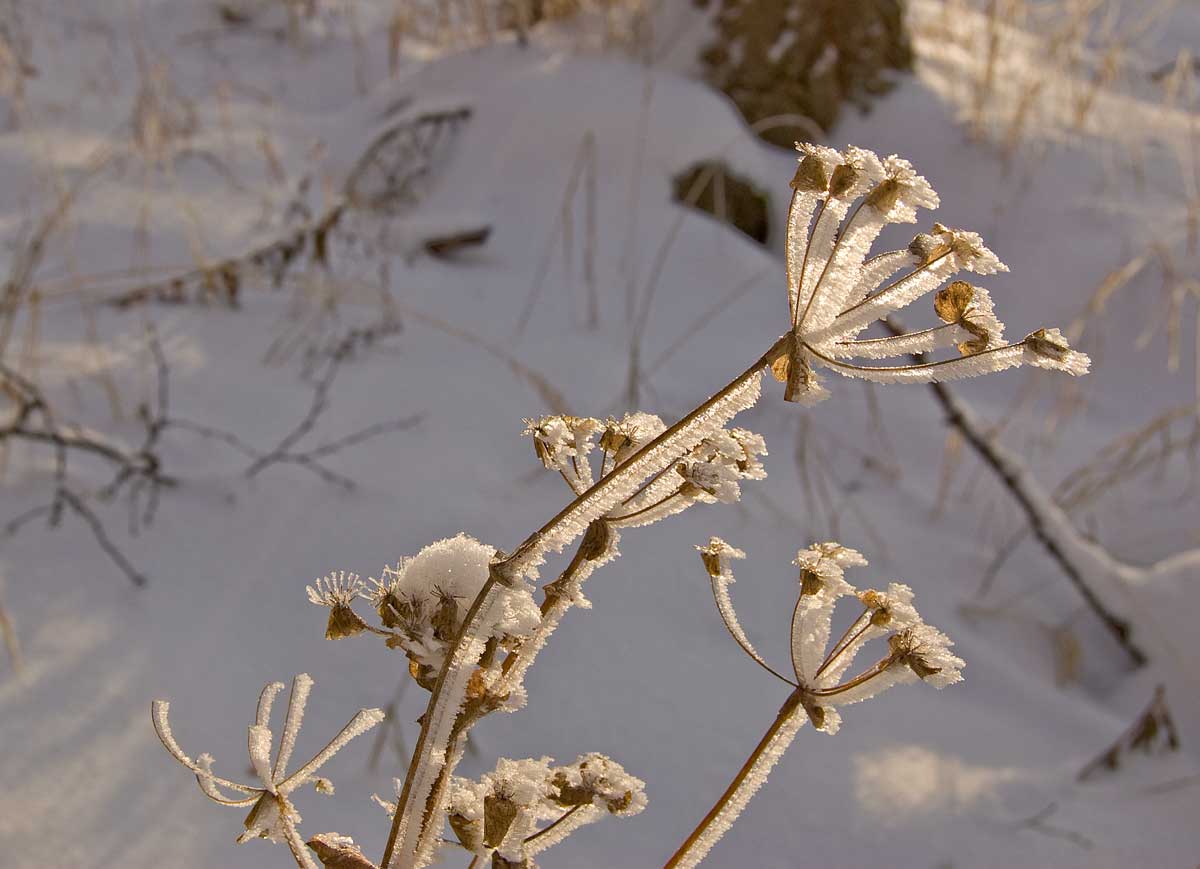 Изображение особи Bupleurum longifolium ssp. aureum.