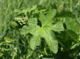 Alcea rosea