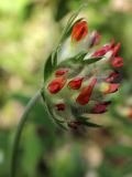 Anthyllis vulneraria var. schiwereckii