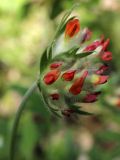 Anthyllis vulneraria var. schiwereckii