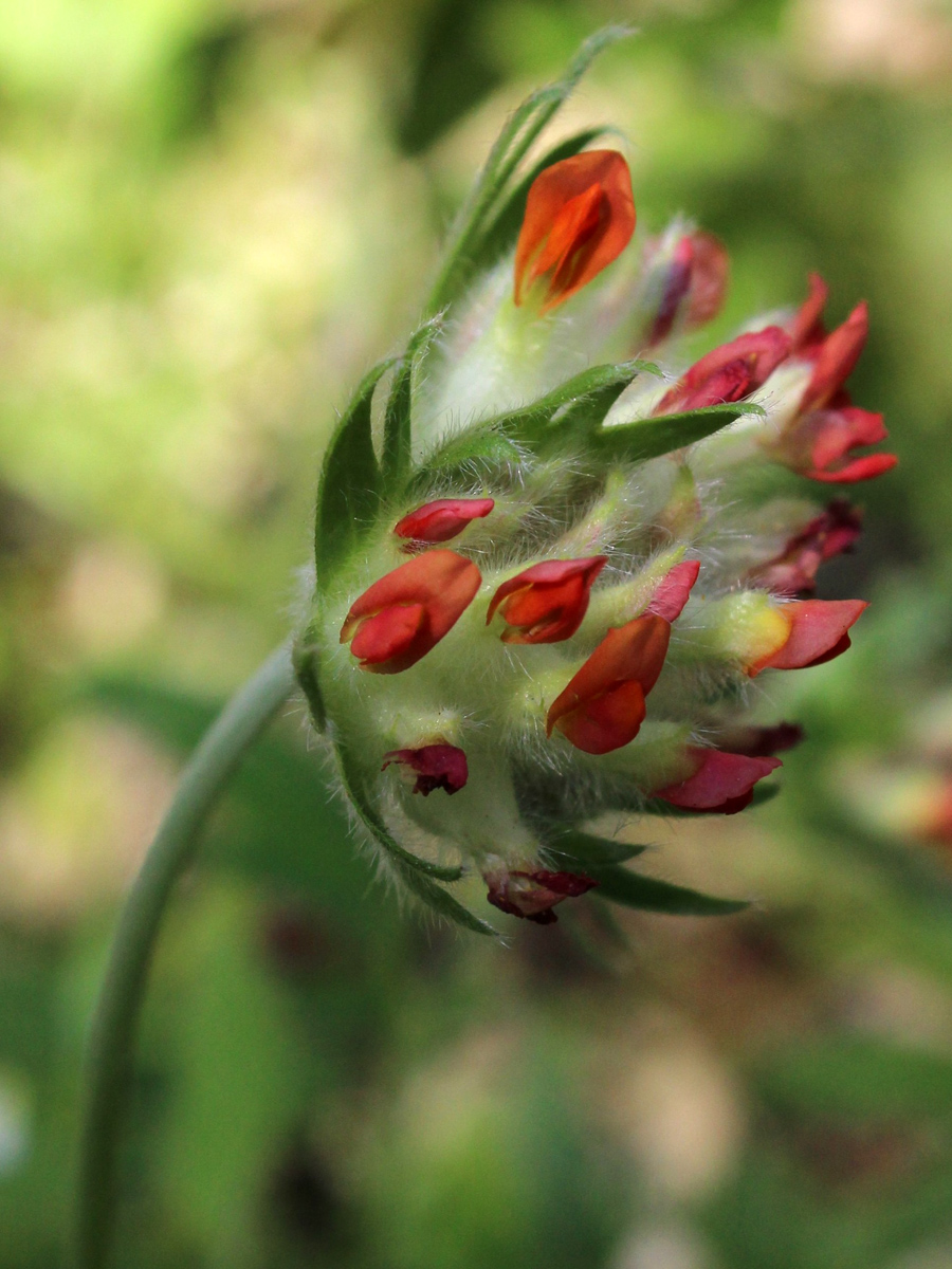 Image of Anthyllis vulneraria var. schiwereckii specimen.