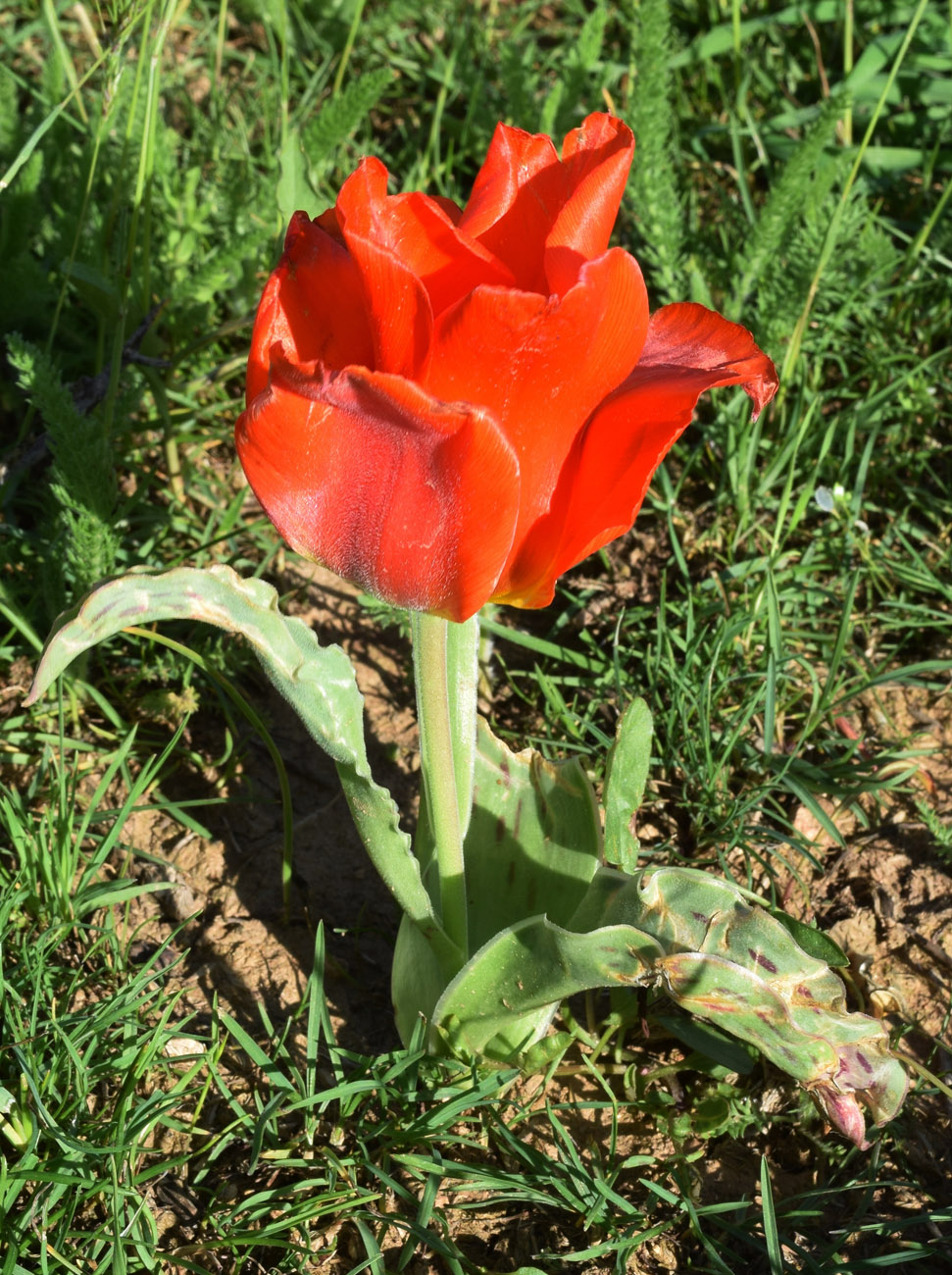 Изображение особи Tulipa greigii.